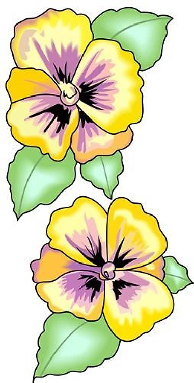 PANSY FLOWER BORDER