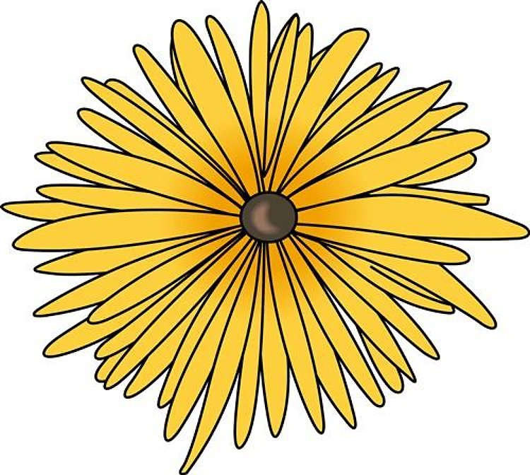 SPIDER MUM FLOWER