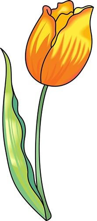 TULIP FLOWER
