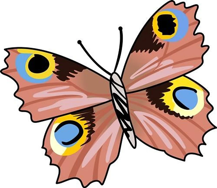 BUTTERFLY