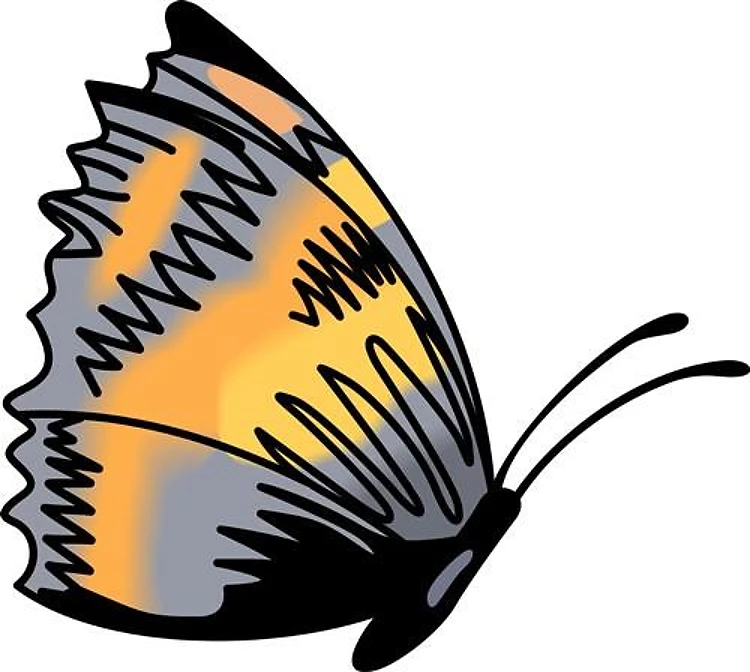 BUTTERFLY