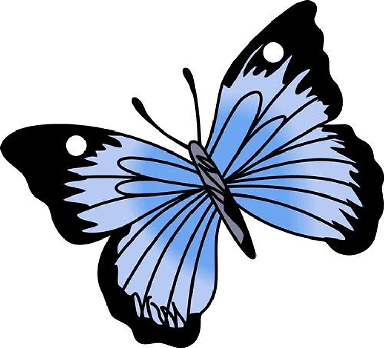 BUTTERFLY