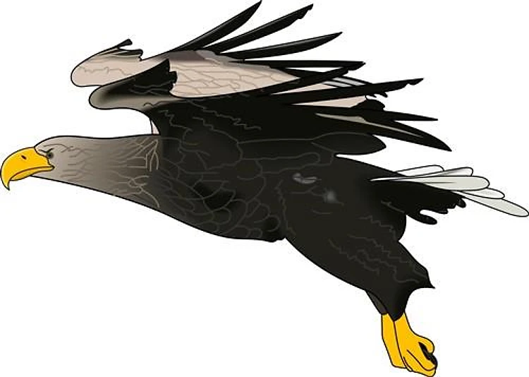 BALD EAGLE