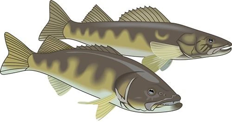 WALLEYE FISH