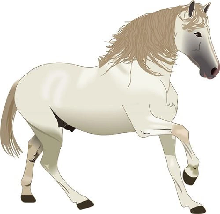 ARABIAN STALLION