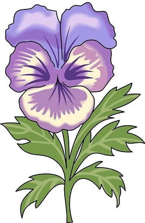 PANSY FLOWER