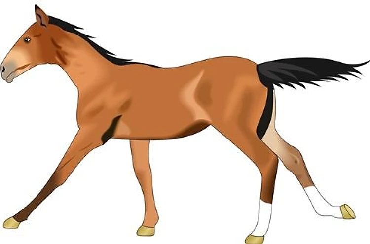 YOUNG FOAL