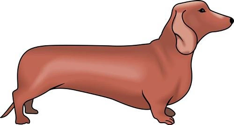 DACHSHUND