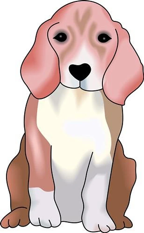 BEAGLE PUPPY