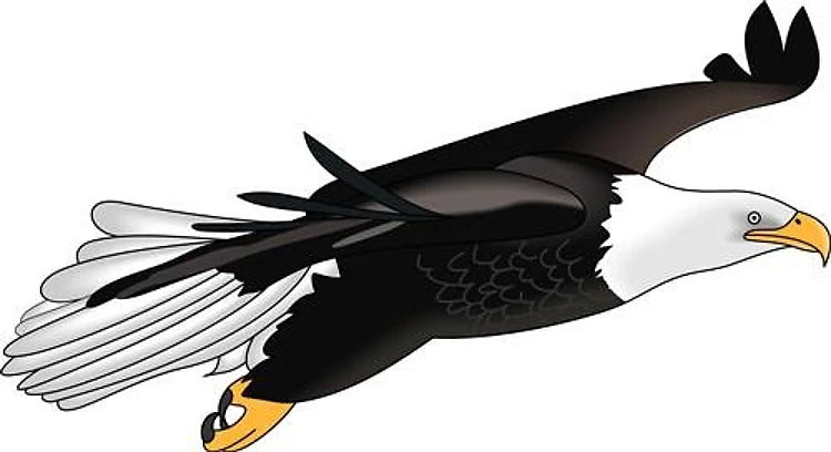 BALD EAGLE