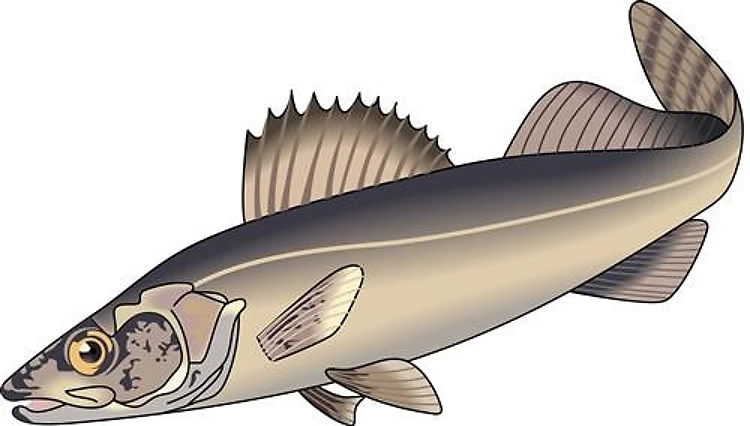 WALLEYE