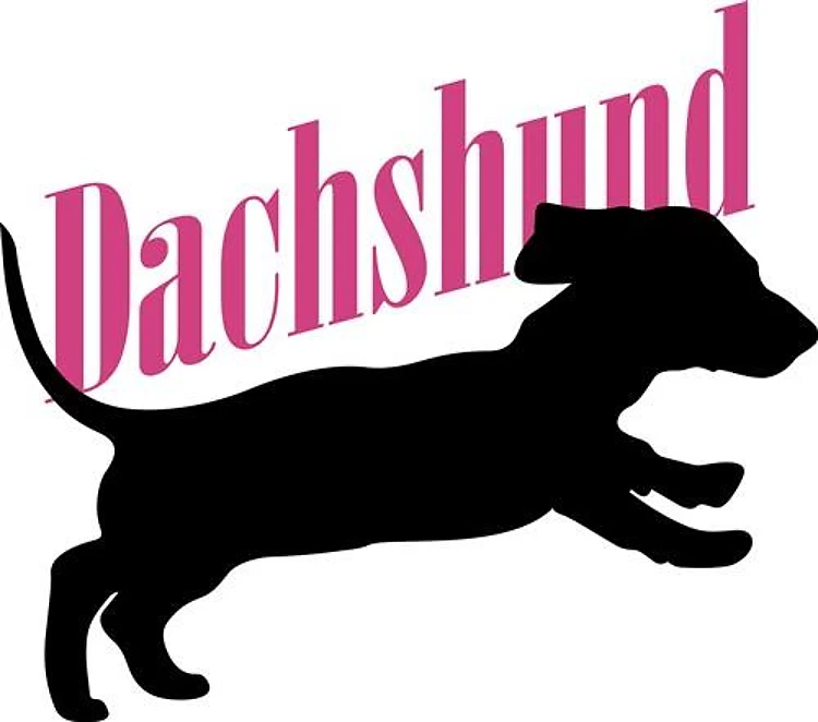 FEMALE DACHSUND PUPPY