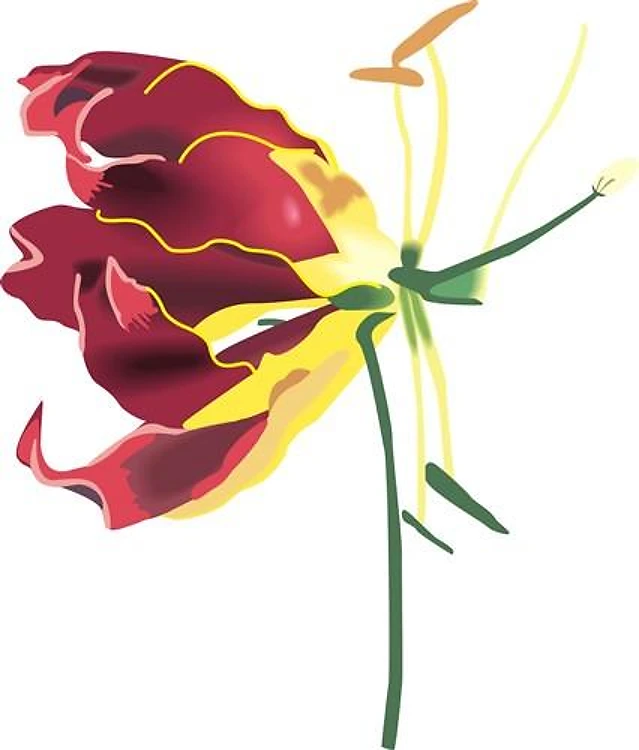 GLORIOSA LILY