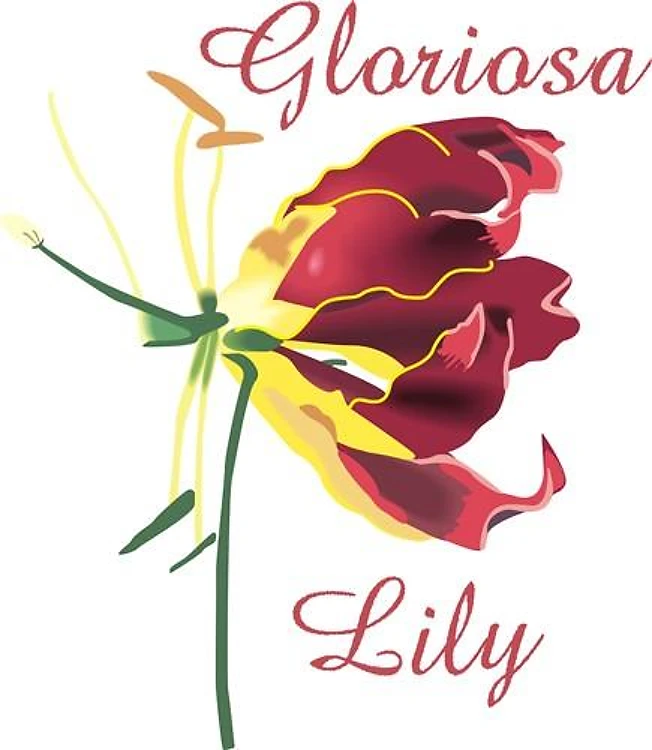 GLORIOSA LILY