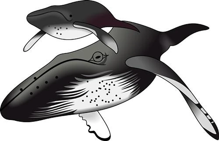HUMPBACK WHALES