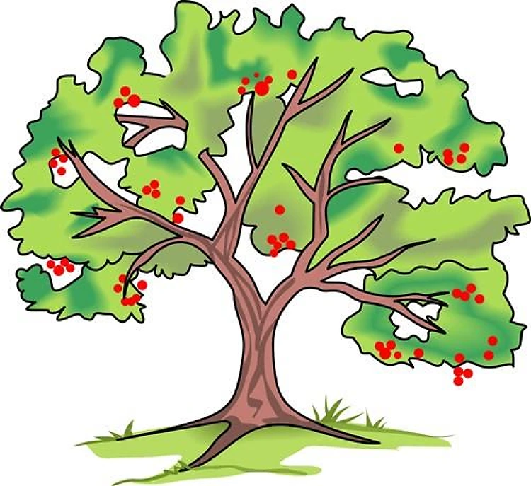 CHERRY TREE