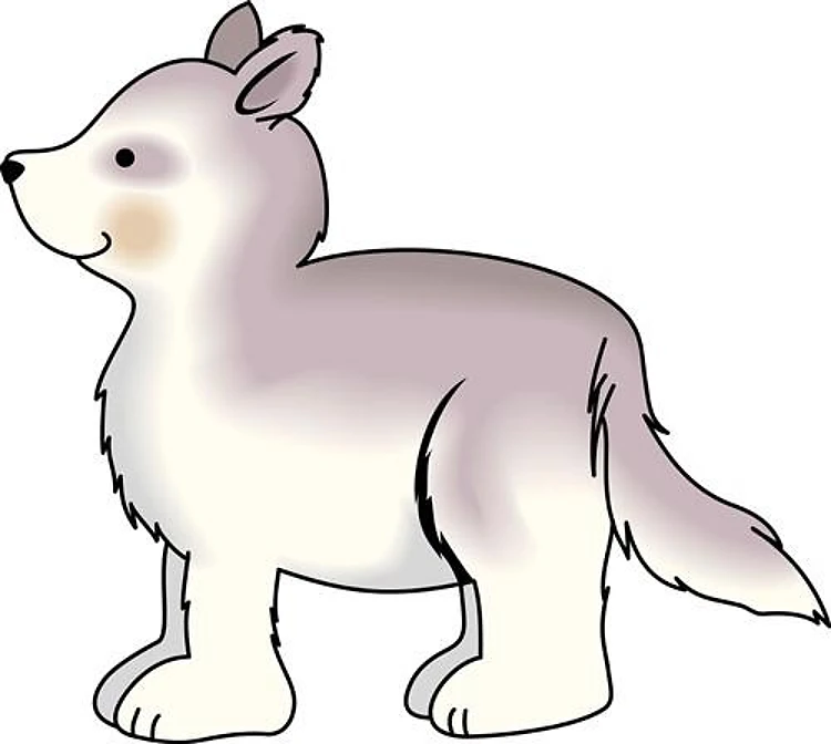 HUSKY DOG