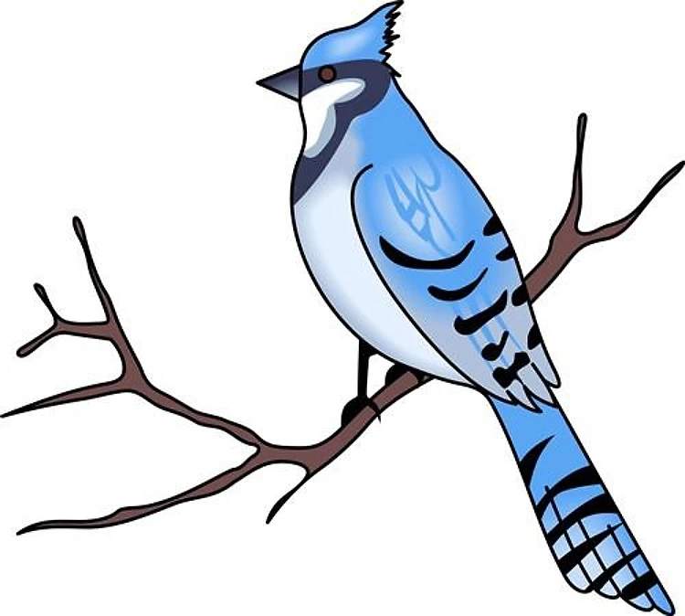 BLUE JAY