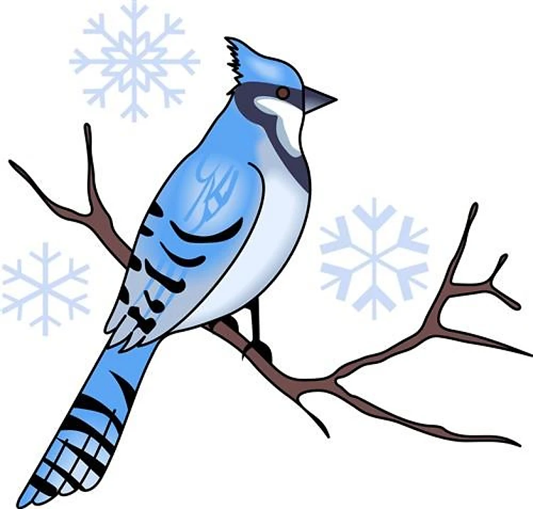 WINTER BLUE JAY