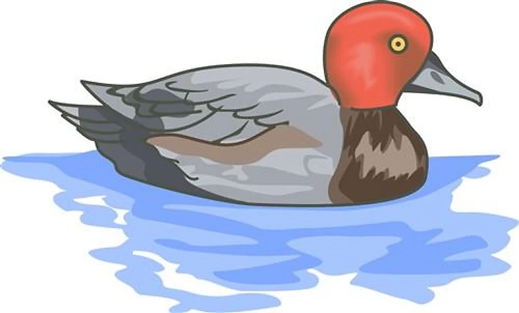 DUCK ON WATER