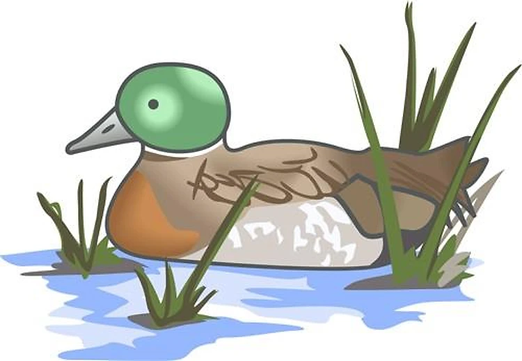 MALLARD DUCK