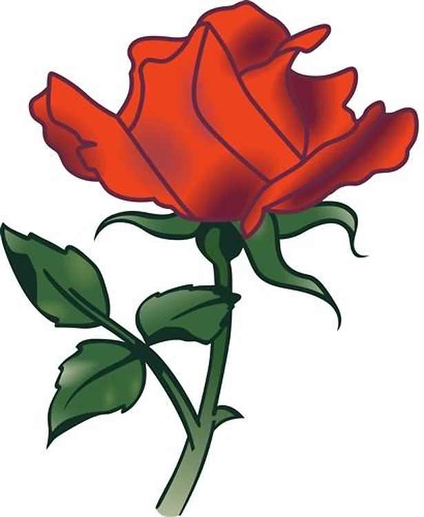 RED ROSE