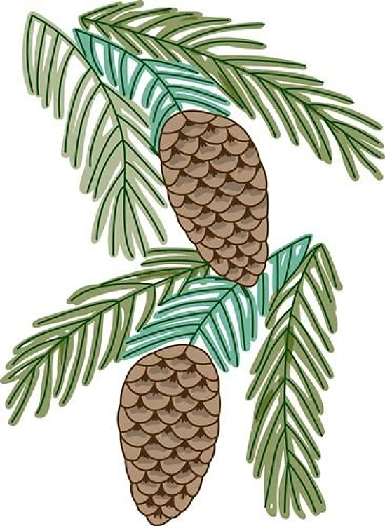 PINE CONES