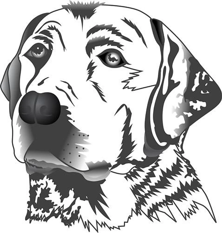LABRADOR DOG