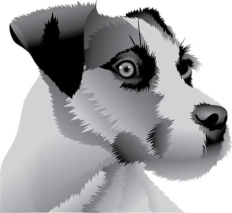 JACK RUSSEL TERRIER