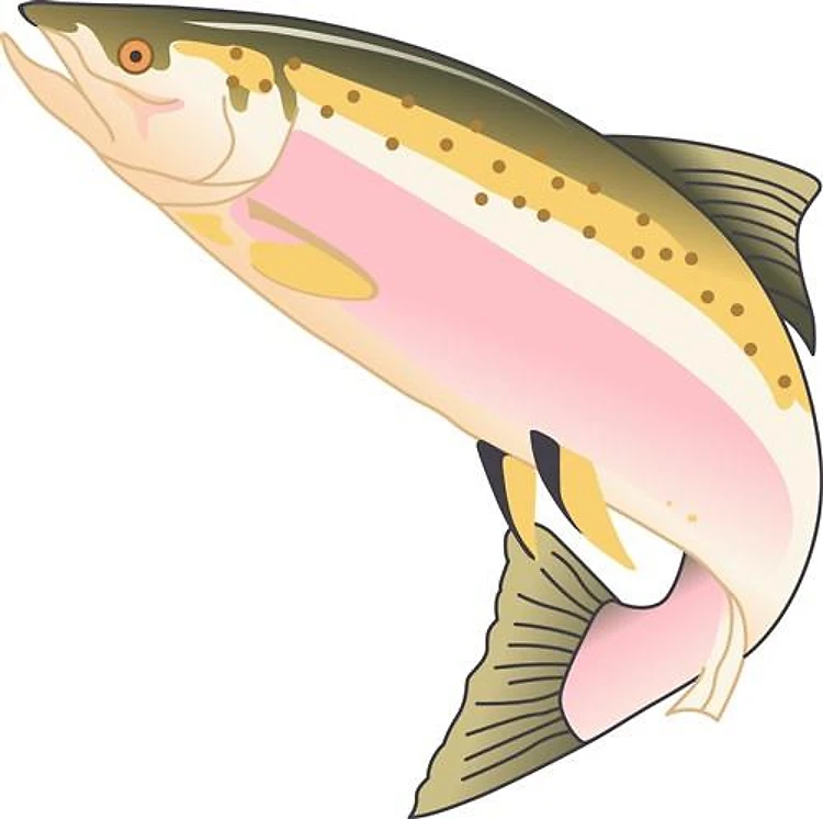 SALMON FISH
