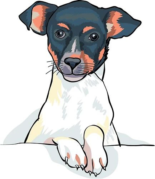 JACK RUSSELL
