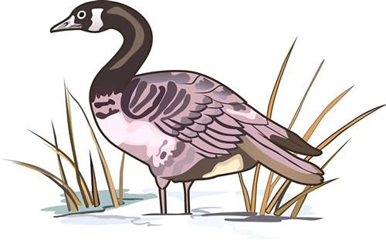 CANADIAN GOOSE