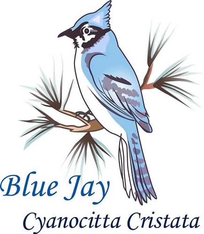 BLUE JAY