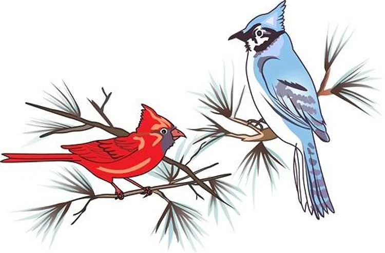 BLUEJAY AND CARDINAL