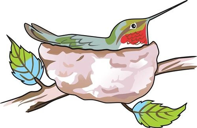 HUMMINGBIRD