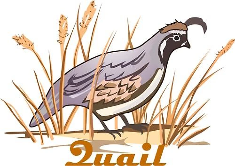 QUAIL