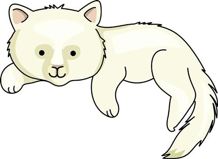 WHITE CAT