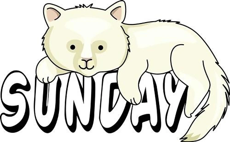 WHITE CAT SUNDAY