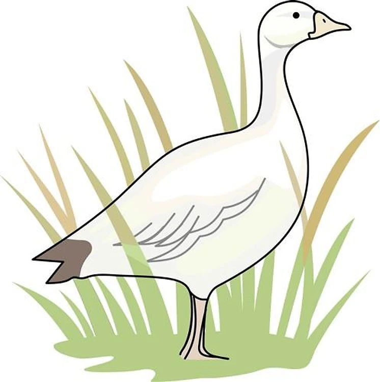 SNOW GOOSE