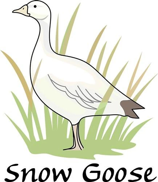SNOW GOOSE