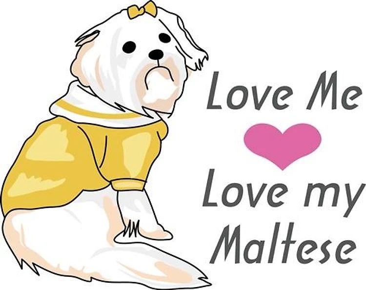 MALTESE DOG