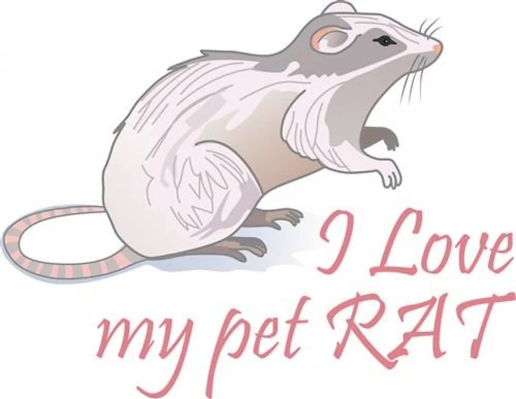 MY PET RAT