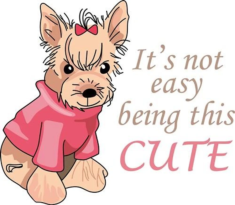 YORKSHIRE TERRIER DOG