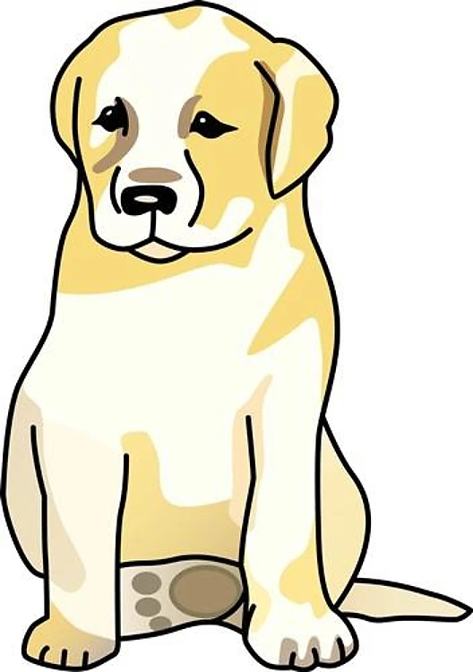 LABRADOR PUPPY