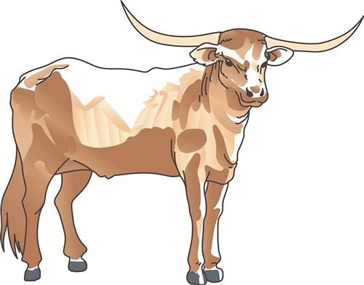 LONGHORN STEER