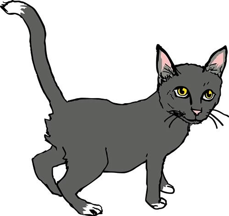 GRAY KITTY