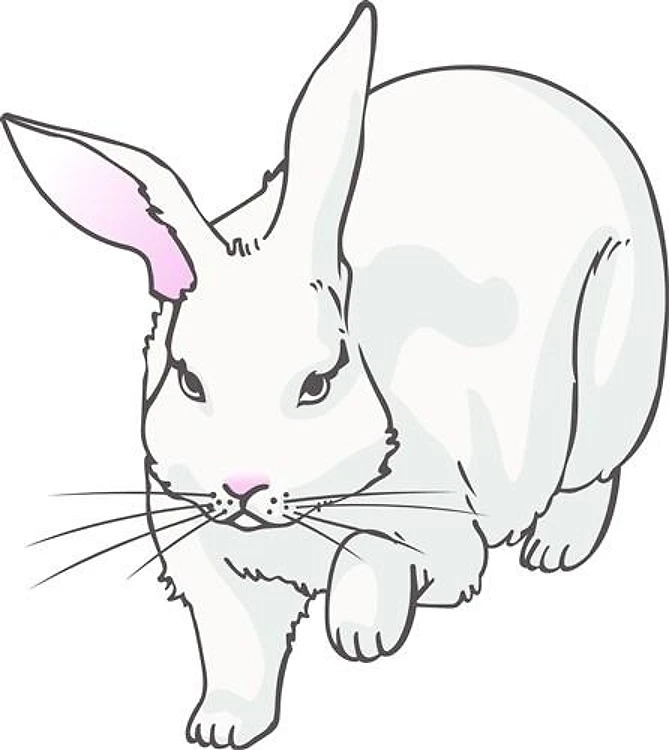 WHITE RABBIT