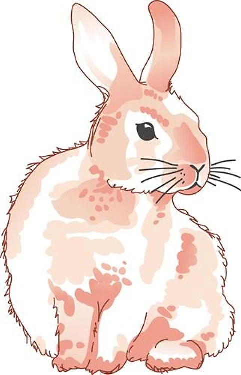 CUDDLY RABBIT