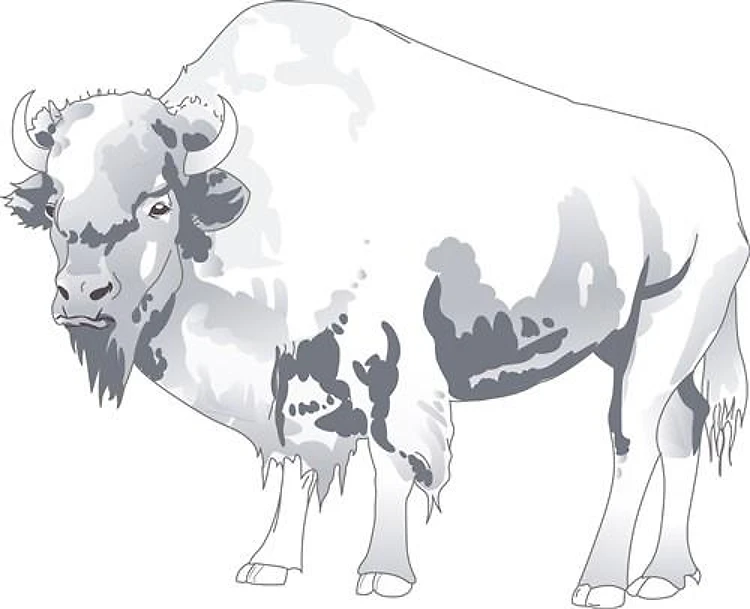 WHITE BUFFALO