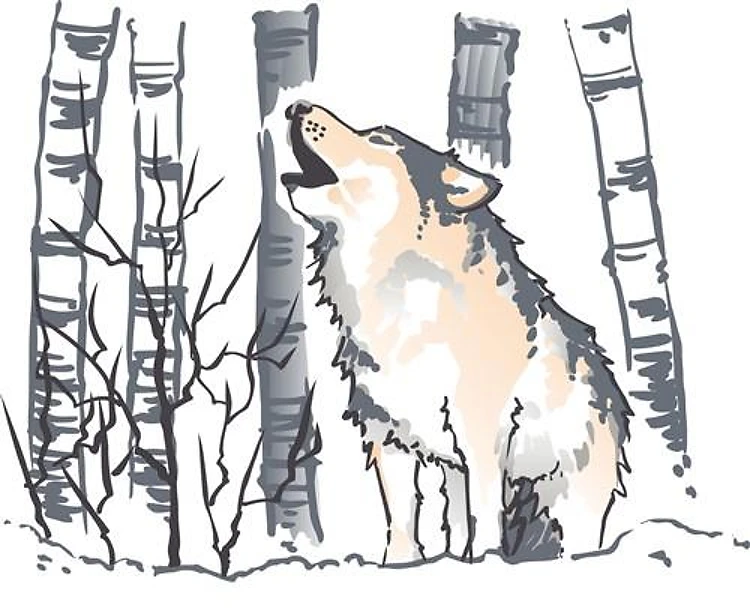 WOLF IN WINTER